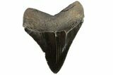 Serrated, Fossil Megalodon Tooth - Georgia #78215-2